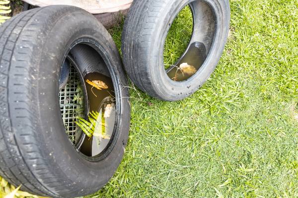 acciones para prevenir el dengue