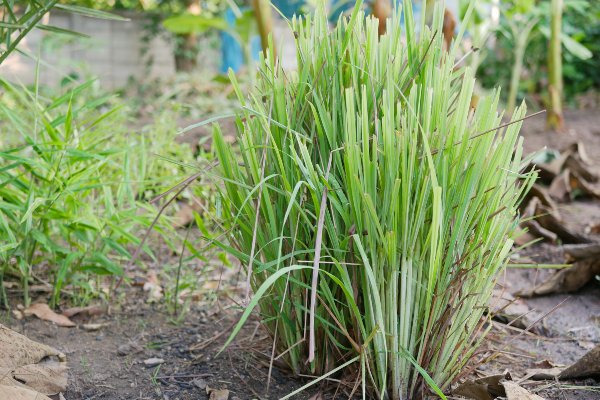 como usar citronela para limpieza